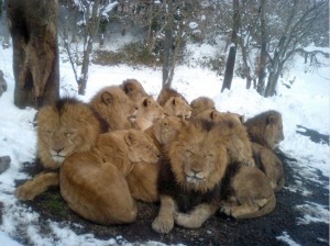Gr de lions