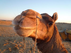indian camel